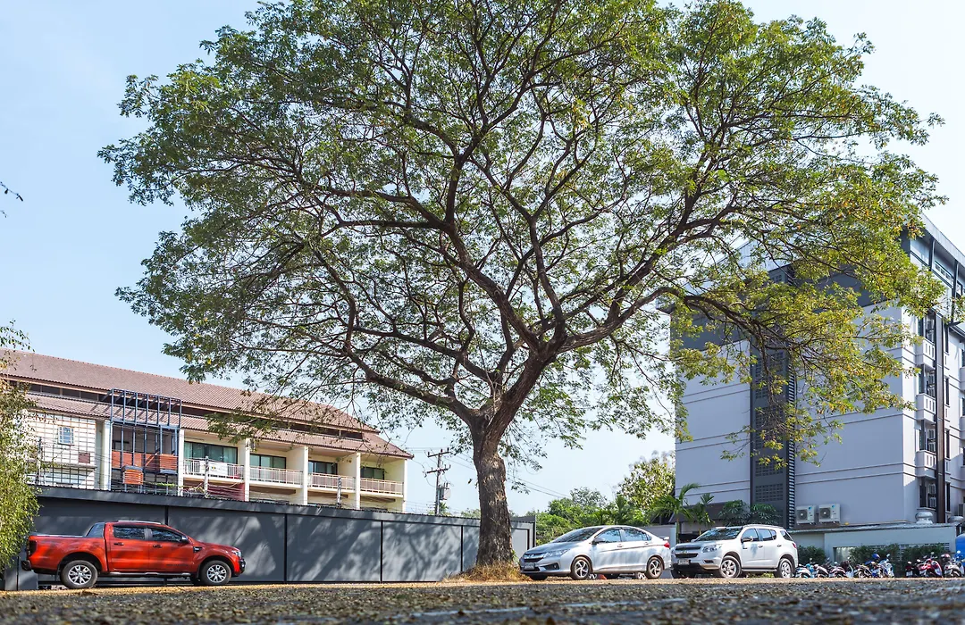 L Nimman-1